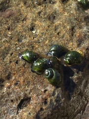 Fluminicola virginius