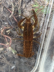 Procambarus lunzi