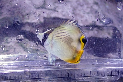 Vagabond Butterflyfish, Japan, photo 10 of 10