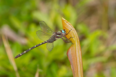 Cordulegaster maculata