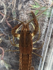 Procambarus lunzi