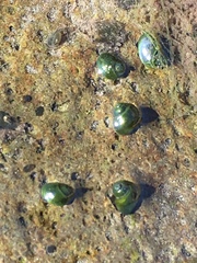 Fluminicola virginius