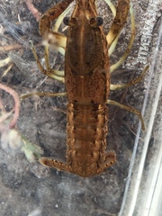 Procambarus lunzi