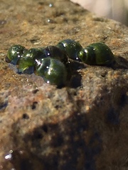 Fluminicola virginius