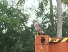 Accipiter rufitorques