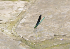 Matrona basilaris
