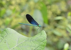 Matrona basilaris