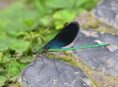 Matrona basilaris