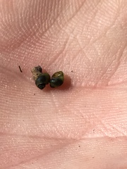 Fluminicola virginius