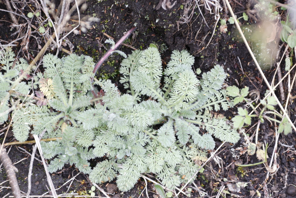 Cotula socialis; photograph (c) Tony Rebelo, some rights reserved (CC BY-SA)