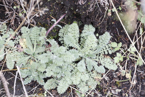 Velvet Buttons (Cotula socialis)