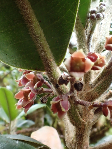 Melicope puberula observed 2015-01-08
