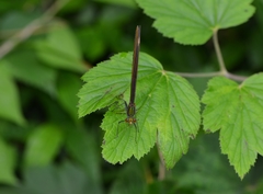 Matrona basilaris