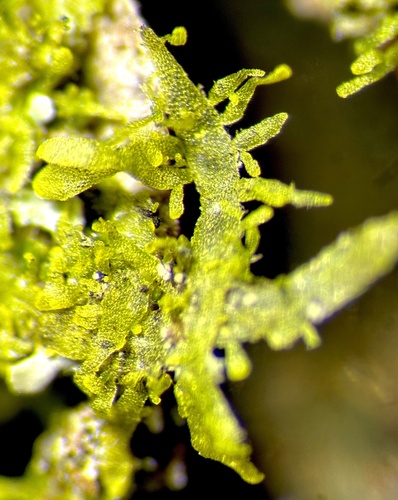 Metzgeria myriopoda