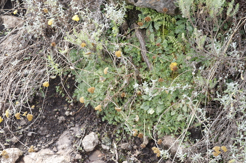 Image of Cotula socialis by (c) Tony Rebelo, some rights reserved (CC BY-SA)