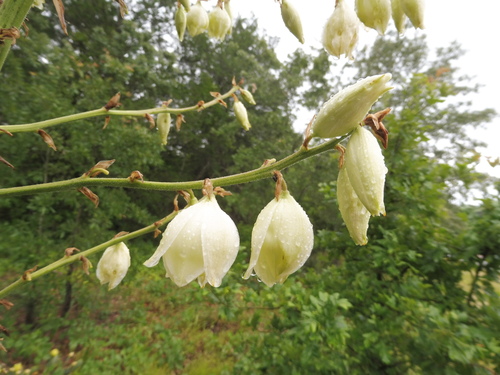 Image of Yucca louisianensis by no rights reserved