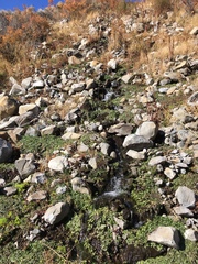 Fluminicola virginius