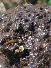 Fluminicola virginius