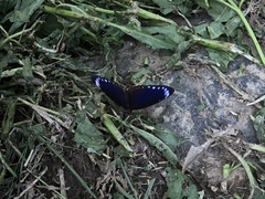 Euploea tulliolus koxinga