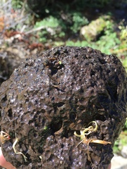 Fluminicola virginius