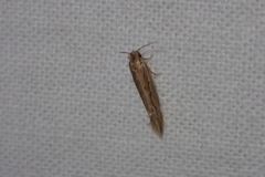 Ypsolopha sp-sw