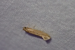 Ypsolopha sp-sw