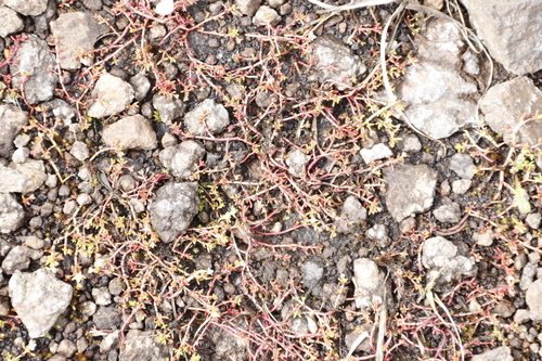 Crassula gemmifera