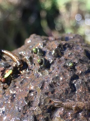 Fluminicola virginius