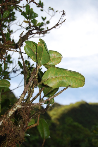 Melicope quadrangularis