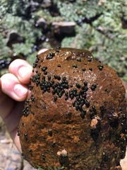 Fluminicola virginius