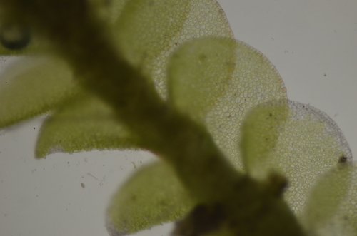 Image of Nardia scalaris by no rights reserved
