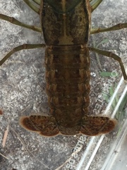 Procambarus lunzi