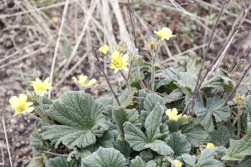 Image of Geum capense by (c) Tony Rebelo, some rights reserved (CC BY-SA)