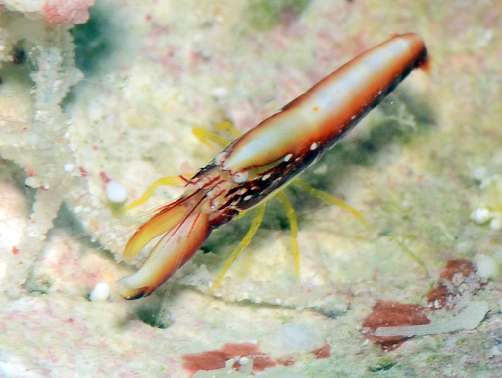 Aretopsis