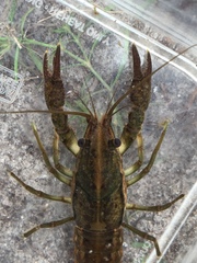 Procambarus lunzi
