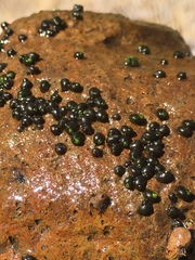 Fluminicola virginius