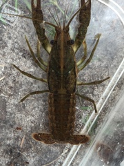 Procambarus lunzi