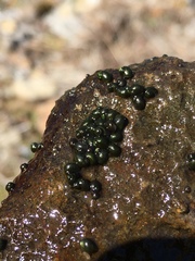 Fluminicola virginius