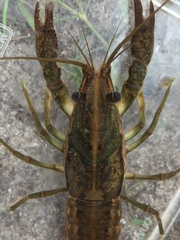 Procambarus lunzi