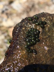 Fluminicola virginius