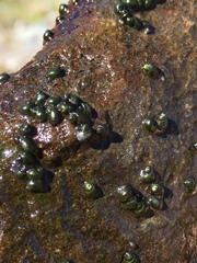 Fluminicola virginius