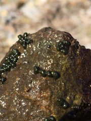 Fluminicola virginius