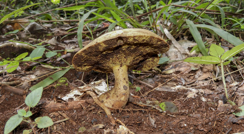 Phlebopus mexicanus