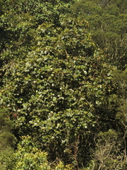 Ladenbergia macrocarpa