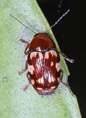 Cryptocephalus badius