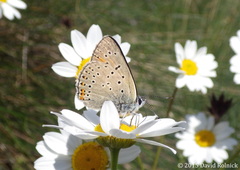 Lycaena candens