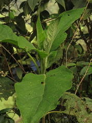 Verbesina arborea