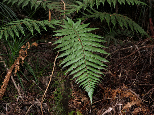 Dicksonia squarrosa