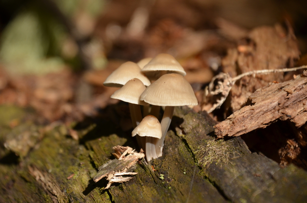 Mycena galericulata · March 2023 · photo: © laurabm2020 (iNaturalist, cc-by)