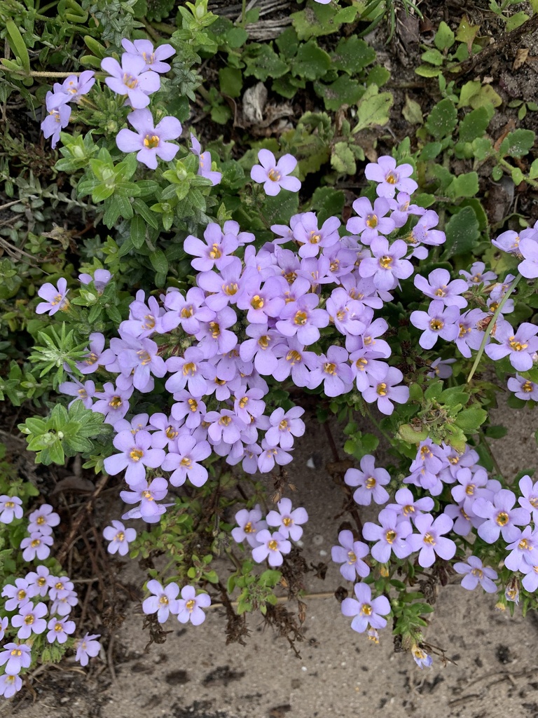 Chaenostoma campanulatum (Short Skunkbush)